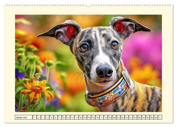 Produktbild: Whippet Wunder. Grazile Hunde mit sanfter Kraft und feiner Seele (Wandkalender 2026 DIN A2 quer), CALVENDO Monatskalender