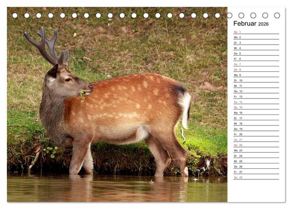 Produktbild: Hirsche (Tischkalender 2026 DIN A5 quer), CALVENDO Monatskalender