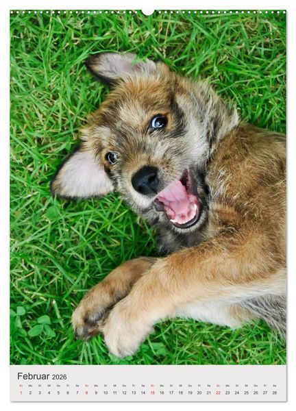 Produktbild: Hundewelpen (hochwertiger Premium Wandkalender 2026 DIN A2 hoch), Kunstdruck in Hochglanz