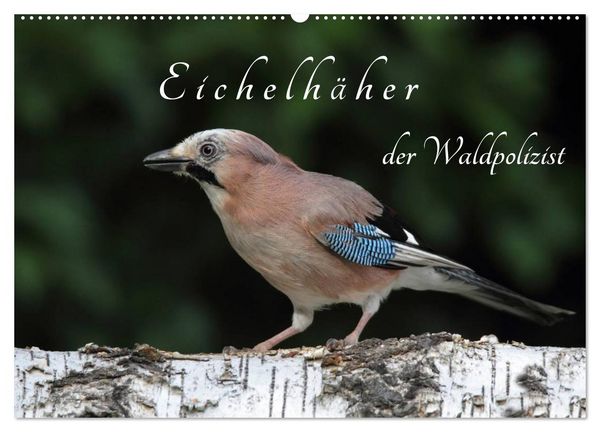 Produktbild: Eichelh&auml;her der Waldpolizist (Wandkalender 2026 DIN A2 quer), CALVENDO Monatskalender