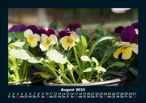 Produktbild: Blumentr&auml;ume 2025 Fotokalender DIN A5