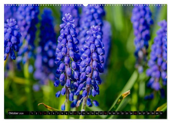 Produktbild: Kleine Blumen ganz gro&szlig; (hochwertiger Premium Wandkalender 2026 DIN A2 quer), Kunstdruck in Hochglanz