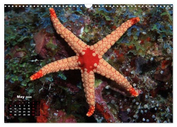 Produktbild: Magical Underwater World (Wall Calendar 2026 DIN A3 landscape), CALVENDO 12 Month Wall Calendar