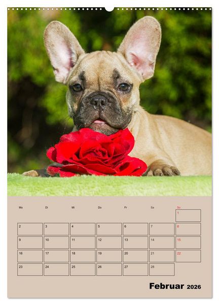 Produktbild: Jahresplaner Franz&ouml;sische Bulldogge (Wandkalender 2026 DIN A2 hoch), CALVENDO Monatskalender