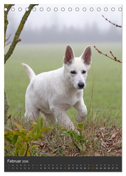 Produktbild: Berger Blanc Suisse - Freunde auf 4 Pfoten (Tischkalender 2026 DIN A5 hoch), CALVENDO Monatskalender