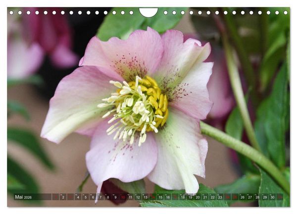 Produktbild: Christrosen (Wandkalender 2026 DIN A4 quer), CALVENDO Monatskalender