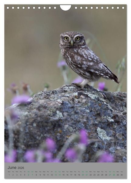 Produktbild: Wildlife of Spain (Wall Calendar 2026 DIN A4 portrait), CALVENDO 12 Month Wall Calendar