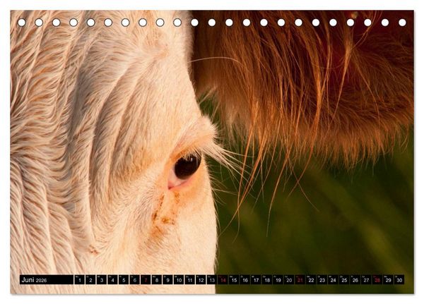 Produktbild: Alpenfleckvieh (Tischkalender 2026 DIN A5 quer), CALVENDO Monatskalender
