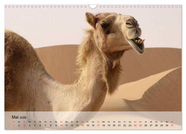 Produktbild: Kamele in der W&uuml;stensonne (Wandkalender 2026 DIN A3 quer), CALVENDO Monatskalender