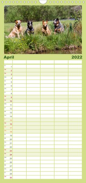 Produktbild: Spaziergang am See Australian Cattle Dogs - Familienplaner hoch (Wandkalender 2022 , 21 cm x 45 cm, hoch)