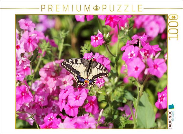CALVENDO Puzzle Phlox | 1000 Teile Lege-Größe 64x48cm Foto-Puzzle für glückliche Stunden