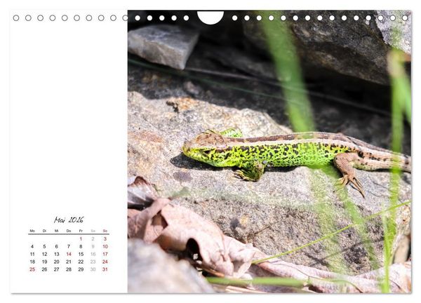 Produktbild: Eidechsen, flinke R&auml;uber (Wandkalender 2026 DIN A4 quer), CALVENDO Monatskalender