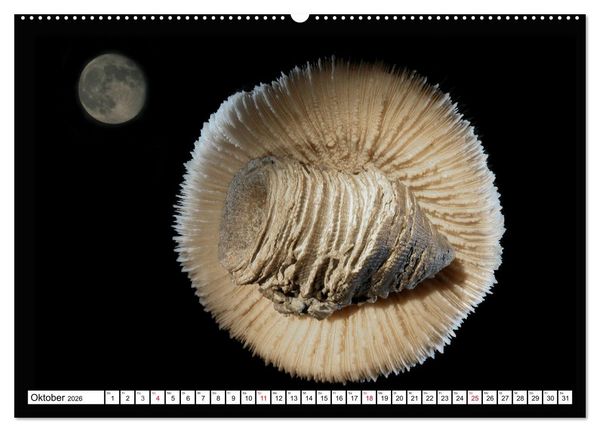 Produktbild: Versteinerte Welt (hochwertiger Premium Wandkalender 2026 DIN A2 quer), Kunstdruck in Hochglanz