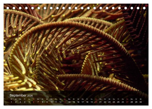 Produktbild: Unterwasser Strukuren (Tischkalender 2026 DIN A5 quer), CALVENDO Monatskalender