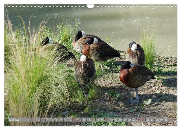 Produktbild: Tierisch gut: Wasserv&ouml;gel (Wandkalender 2026 DIN A3 quer), CALVENDO Monatskalender