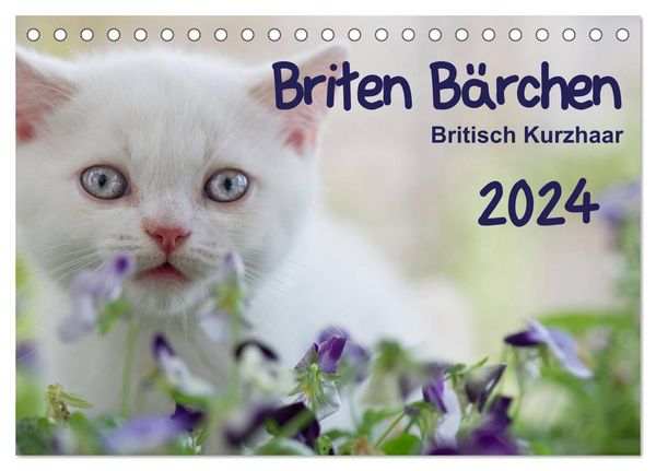 Briten Bärchen – Britsch Kurzhaar 2024 (Tischkalender 2024 DIN A5 quer), CALVENDO Monatskalender