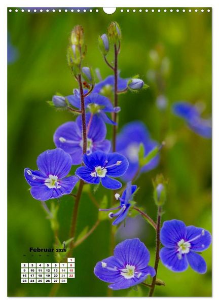 Produktbild: Zauber der Natur - Heimische Orchideen und Wiesenblumen (Wandkalender 2026 DIN A3 hoch), CALVENDO Monatskalender