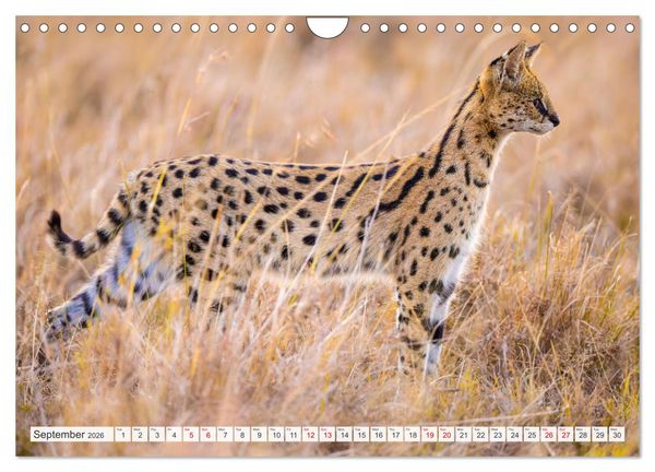 Produktbild: African Cats in impressive portraits (Wall Calendar 2026 DIN A4 landscape), CALVENDO 12 Month Wall Calendar