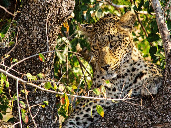 Produktbild: CALVENDO Puzzle Wilder Leopard auf Baum | 1000 Teile Lege-Gr&ouml;&szlig;e 64x48cm Foto-Puzzle f&uuml;r gl&uuml;ckliche Stunden
