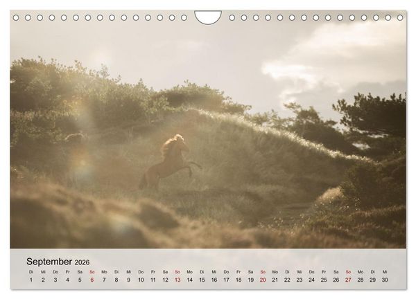 Produktbild: Pferde 2026 Kraft und Anmut (Wandkalender 2026 DIN A4 quer), CALVENDO Monatskalender