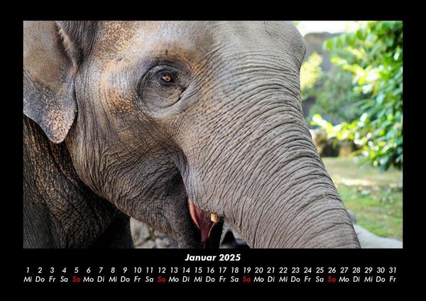 Produktbild: Welt der Tiere 2025 Fotokalender DIN A3