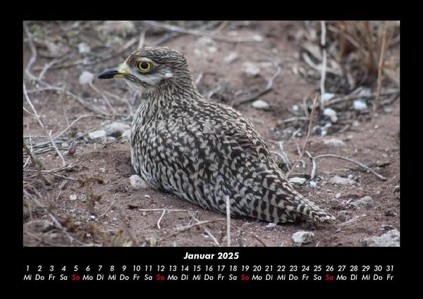 Produktbild: Vogelparadies 2025 Fotokalender DIN A3