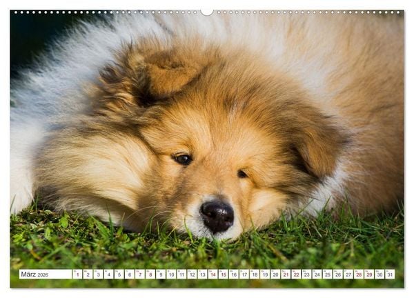 Produktbild: Collies - die sch&ouml;nsten Hunde der Welt (Wandkalender 2026 DIN A2 quer), CALVENDO Monatskalender