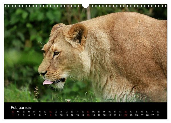Produktbild: L&ouml;wen (Wandkalender 2026 DIN A3 quer), CALVENDO Monatskalender