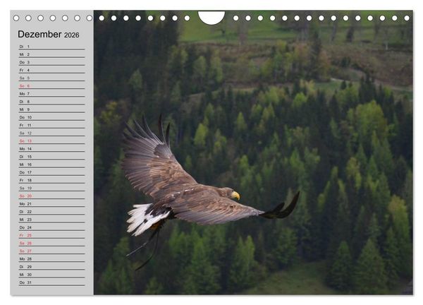 Produktbild: Adler und Greife. K&ouml;nige des Himmels (Wandkalender 2026 DIN A4 quer), CALVENDO Monatskalender