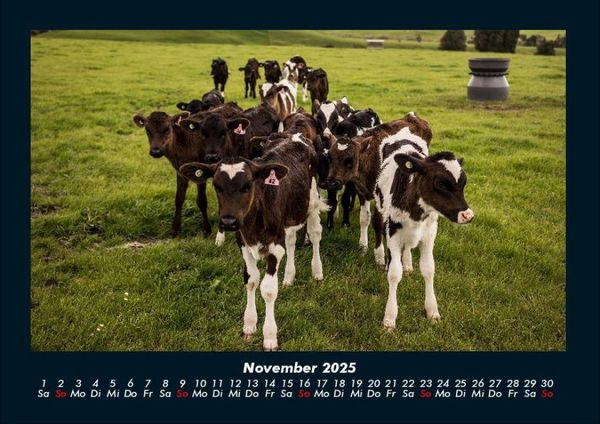 Produktbild: Kuhkalender 2025 Fotokalender DIN A4
