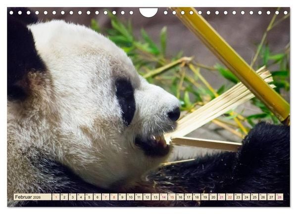 Produktbild: Niedlicher Panda (Wandkalender 2026 DIN A4 quer), CALVENDO Monatskalender