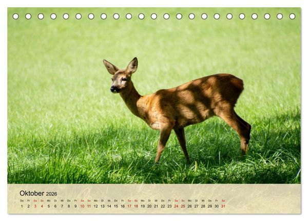 Produktbild: Wildes Stadtleben in M&uuml;nchen (Tischkalender 2026 DIN A5 quer), CALVENDO Monatskalender