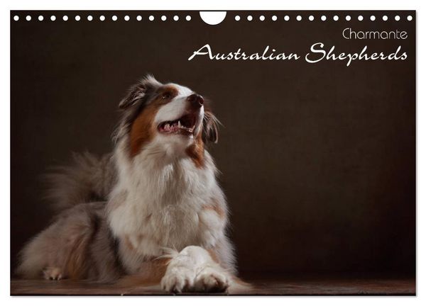 Produktbild: Charmante Australian Shepherds (Wandkalender 2026 DIN A4 quer), CALVENDO Monatskalender