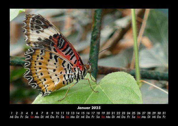 Produktbild: Bunte Pracht der Schmetterlinge 2025 Fotokalender DIN A3