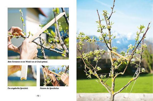 Produktbild: Das große kleine Buch: Obstbaumschnitt