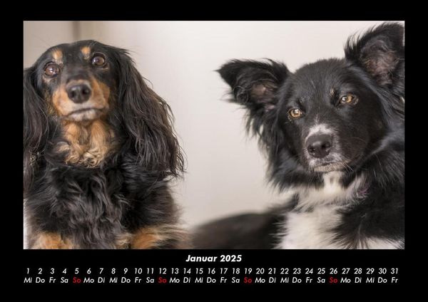 Produktbild: Hunde Kalender 2025 Fotokalender DIN A3