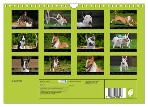 Produktbild: Bullterrier (Wandkalender 2026 DIN A4 quer), CALVENDO Monatskalender