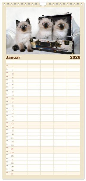 Produktbild: Familienplaner 2026 - Katzenparade mit 5 Spalten (Wandkalender, 21 x 45 cm) CALVENDO