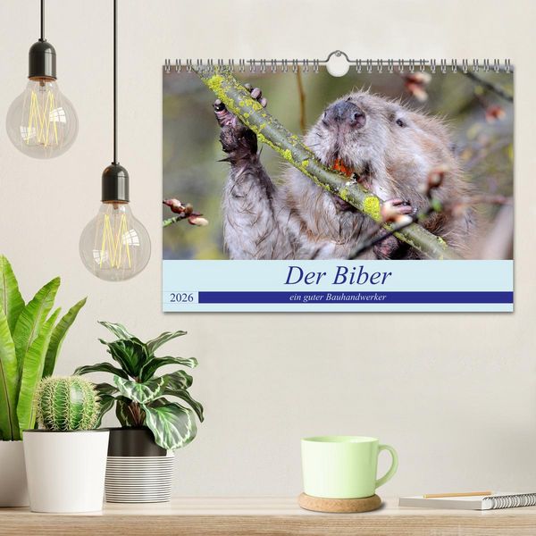 Produktbild: Der Biber, ein guter Bauhandwerker (Wandkalender 2026 DIN A4 quer), CALVENDO Monatskalender