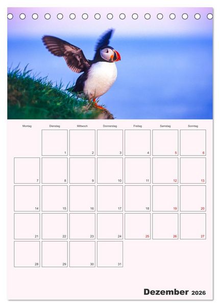 Produktbild: Papageitaucher Monatsplaner (Tischkalender 2026 DIN A5 hoch), CALVENDO Monatskalender