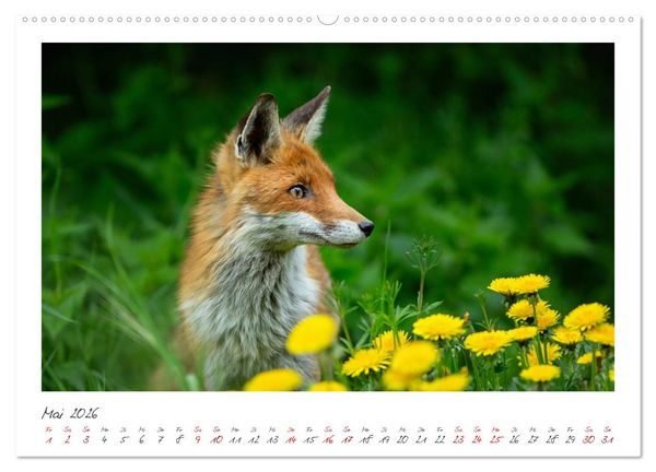 Produktbild: F&uuml;chse - zauberhafte Seelen (Wandkalender 2026 DIN A2 quer), CALVENDO Monatskalender