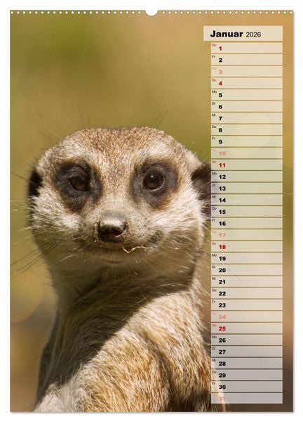 Produktbild: Erdm&auml;nnchen, putzige Kerlchen mit gro&szlig;en Knopfaugen (Wandkalender 2026 DIN A2 hoch), CALVENDO Monatskalender