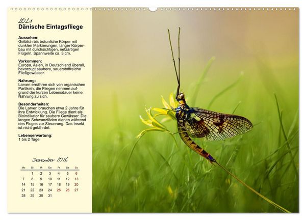 Produktbild: Insekt des Jahres (hochwertiger Premium Wandkalender 2026 DIN A2 quer), Kunstdruck in Hochglanz