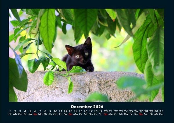 Produktbild: F&uuml;r Katzenfreunde 2026 Fotokalender DIN A4