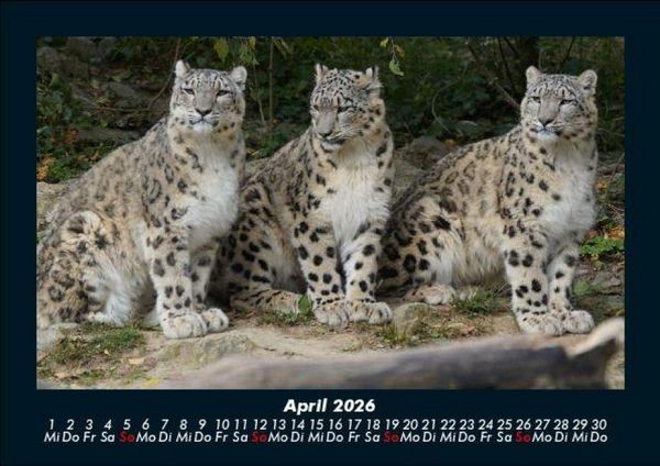 Produktbild: Tiere in der Wildnis 2026 Fotokalender DIN A5
