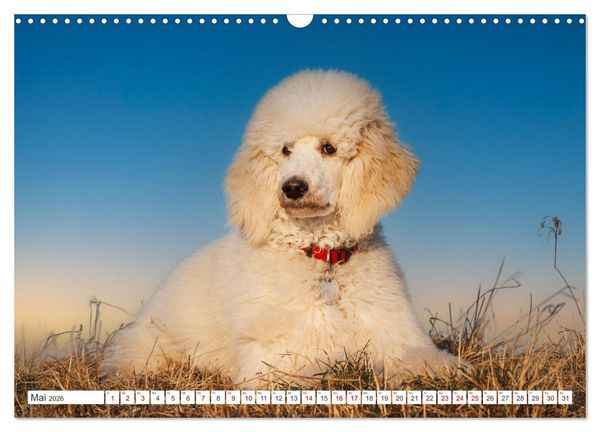 Produktbild: Pudel - Gl&uuml;ck auf vier Pfoten (Wandkalender 2026 DIN A3 quer), CALVENDO Monatskalender