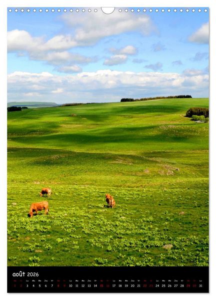 Produktbild: Vaches d'Aubrac (Calendrier mural 2026 DIN A3 horizontal), CALVENDO calendrier mensuel