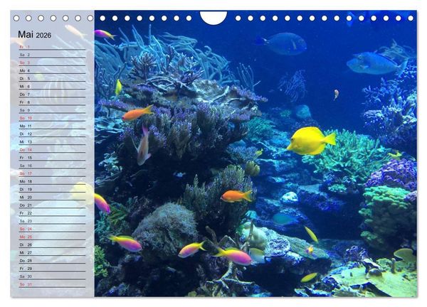 Produktbild: Paradiese im ewigen Blau. Die bunte Unterwasserwelt (Wandkalender 2026 DIN A4 quer), CALVENDO Monatskalender