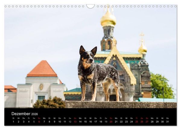 Produktbild: Australian Cattle Dogs zwischen Kunst und Kultur (Wandkalender 2026 DIN A3 quer), CALVENDO Monatskalender