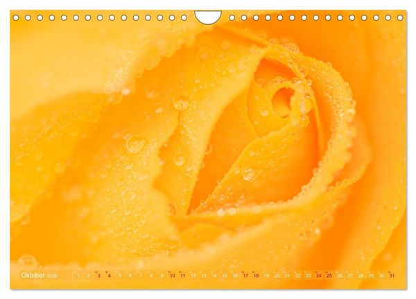Produktbild: Rosen im Morgentau (Wandkalender 2026 DIN A4 quer), CALVENDO Monatskalender